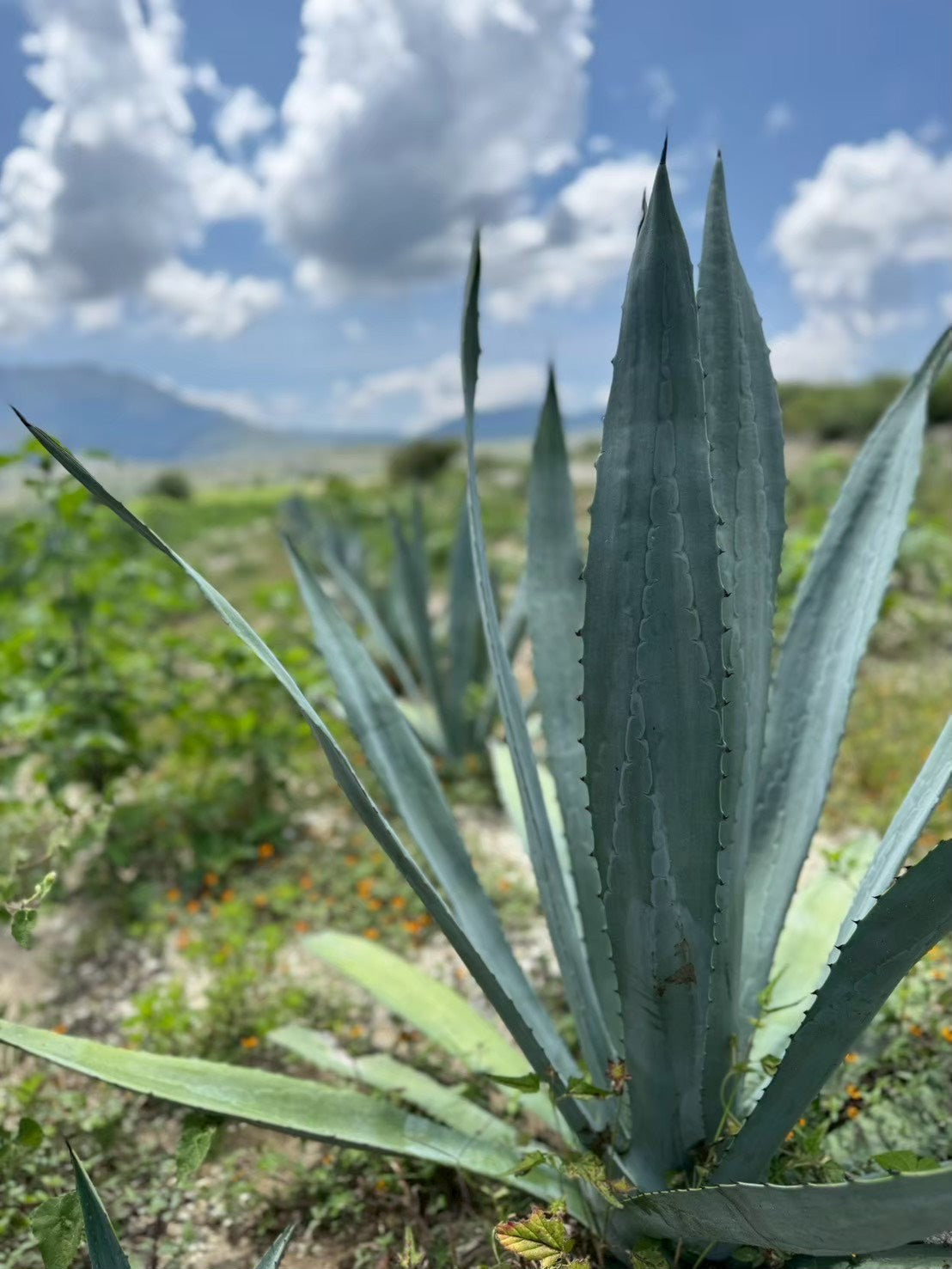 Mezcal Shop by Widenix Tokyo｜生活にメスカルを。